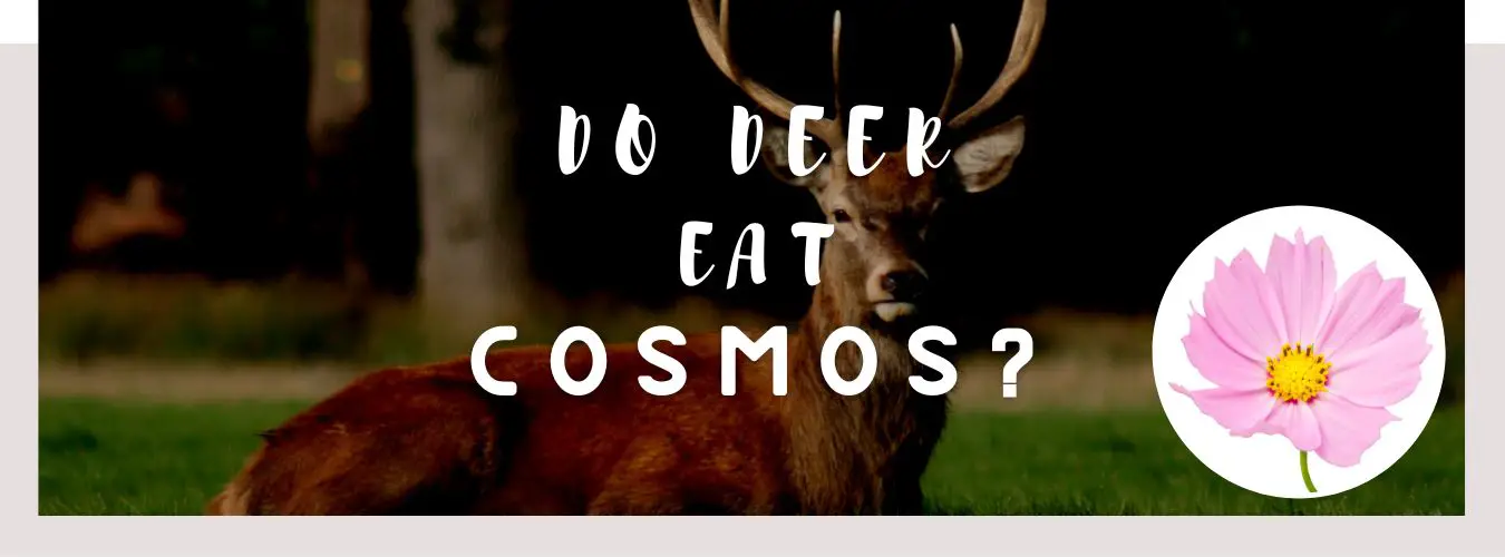 do deer eat cosmos