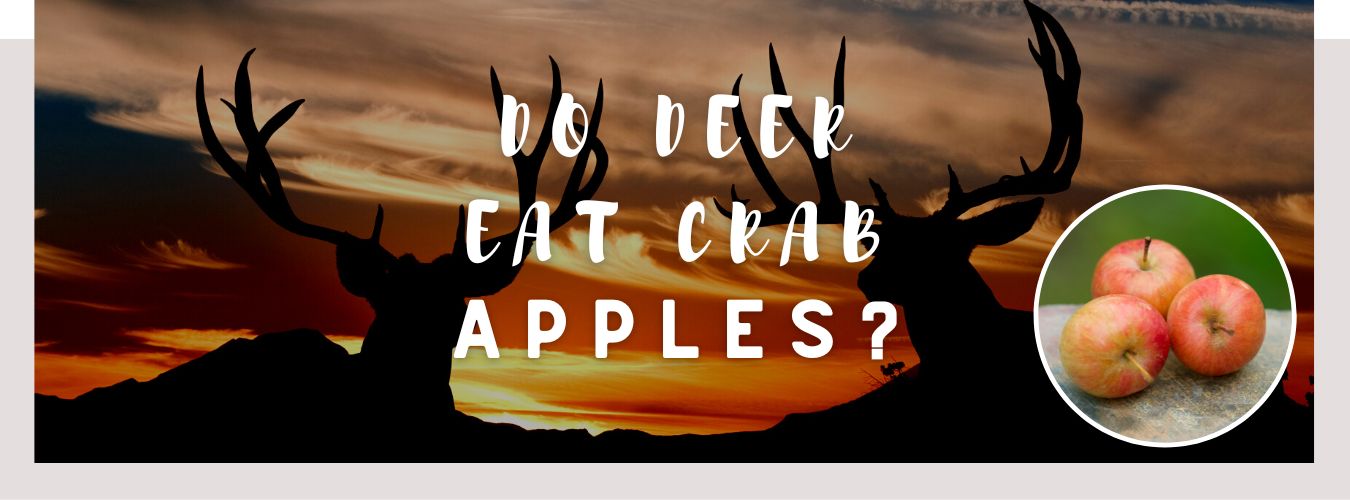 do deer eat crab apples