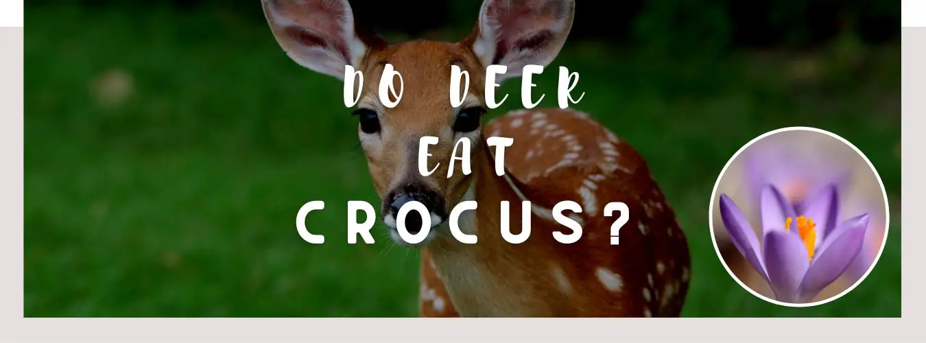 do deer eat crocus