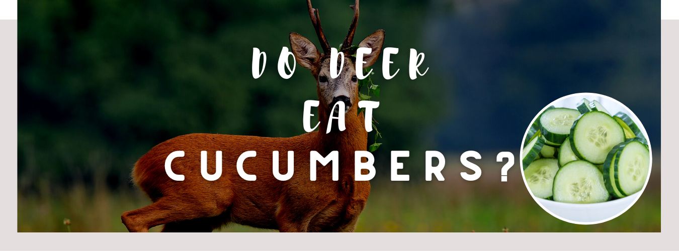 do deer eat cucumbers