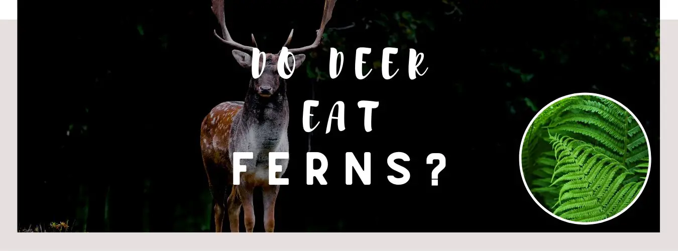 do deer eat ferns