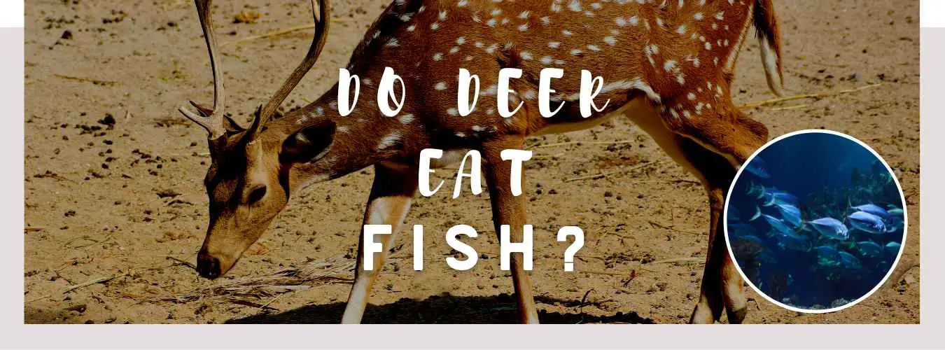 do deer eat fish