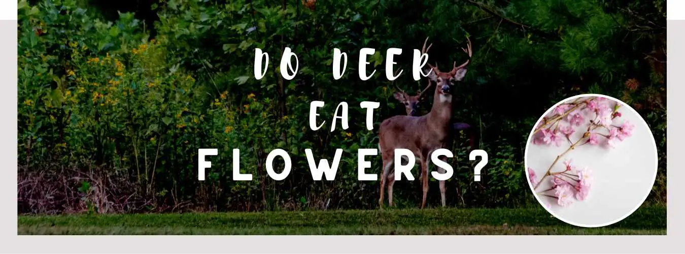 do deer eat flowers