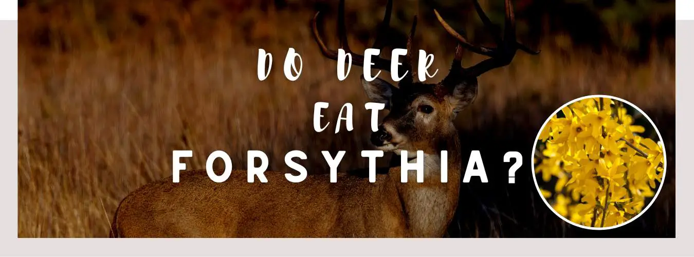 do deer eat forsythia