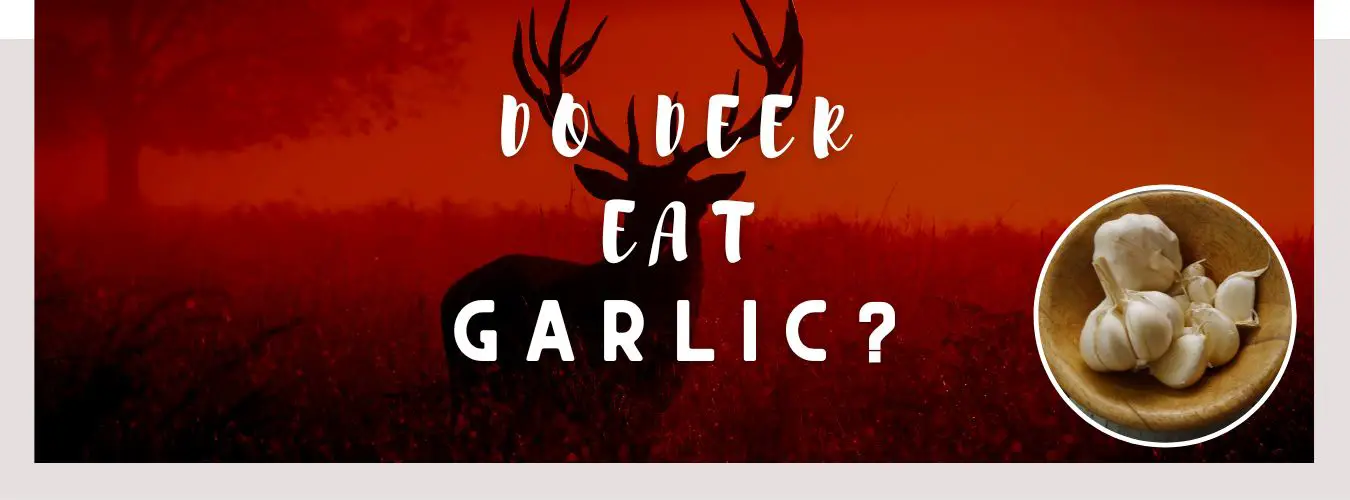 do deer eat garlic