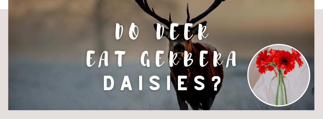 do deer eat gerbera daisies