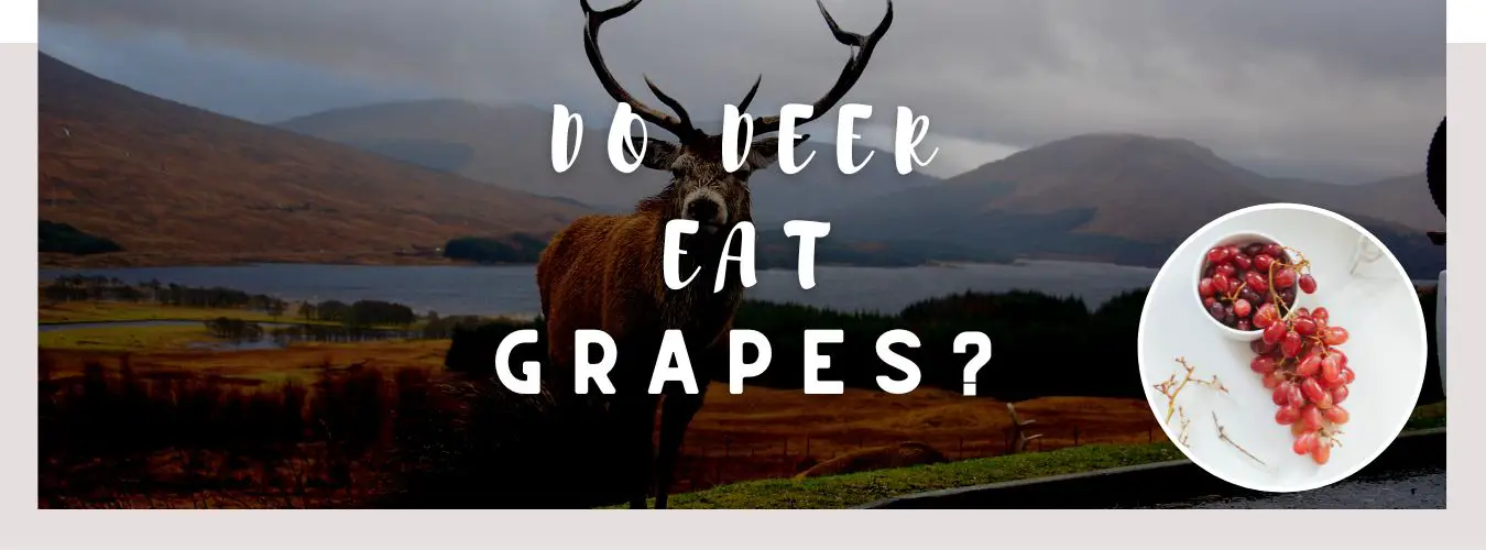 do deer eat grapes