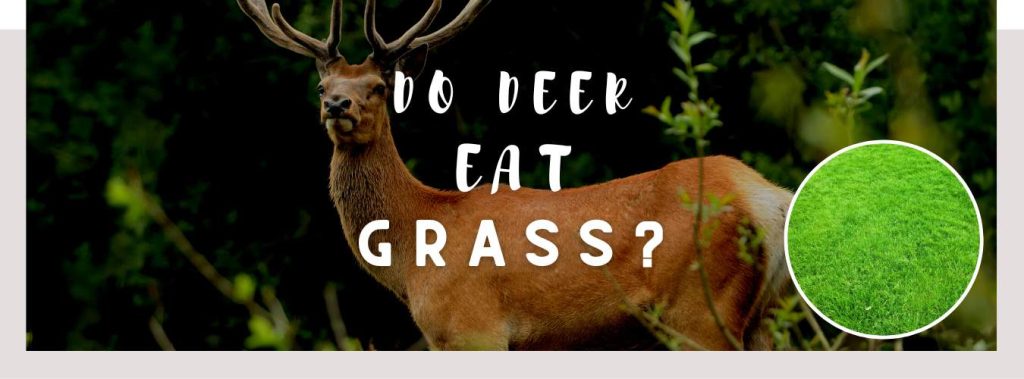 View of ᐅ Do Deer Eat Grass? | Toxic or Healthy