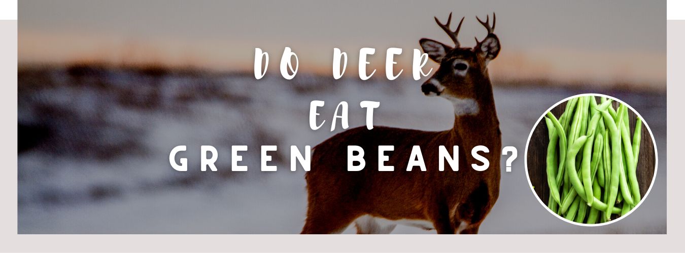 do deer eat green beans