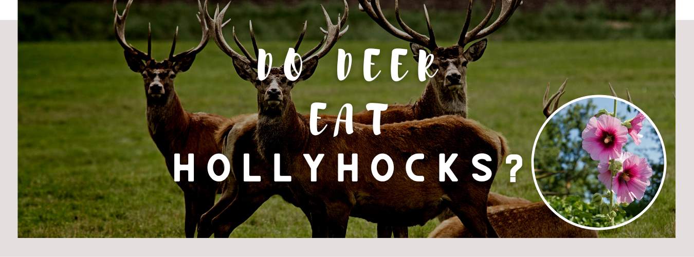 do deer eat hollyhocks