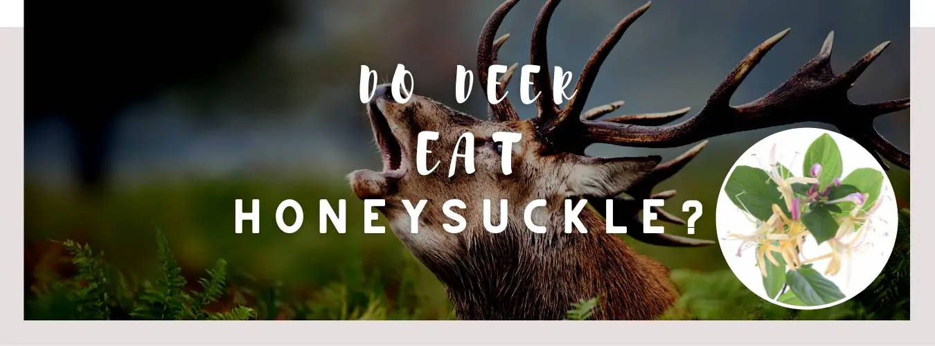 do deer eat honeysuckle