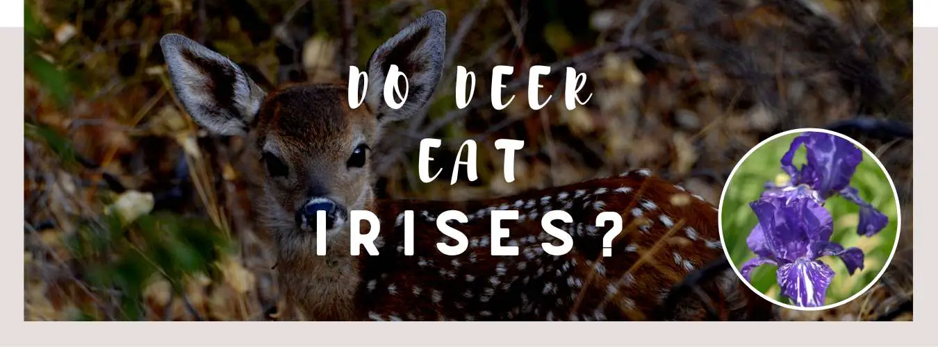 do deer eat irises