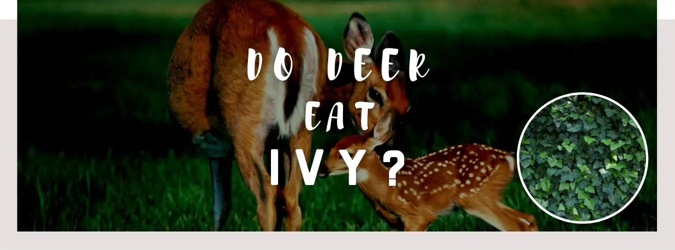 do deer eat ivy