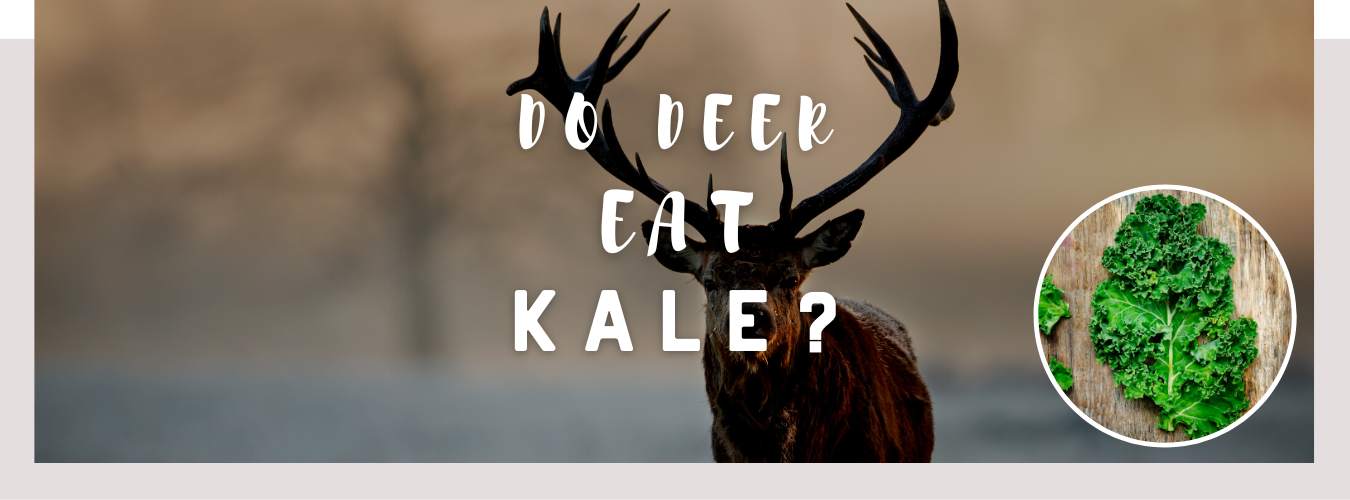 do deer eat kale