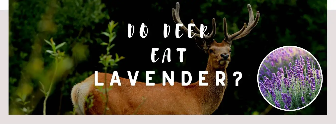 do deer eat lavender