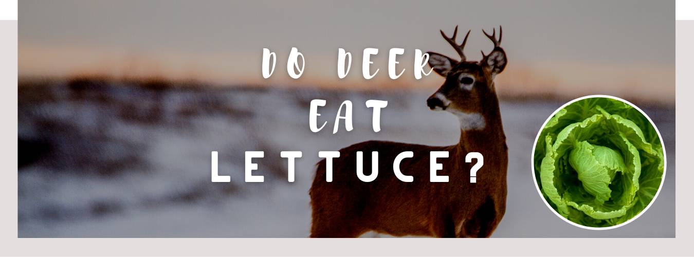 do deer eat lettuce