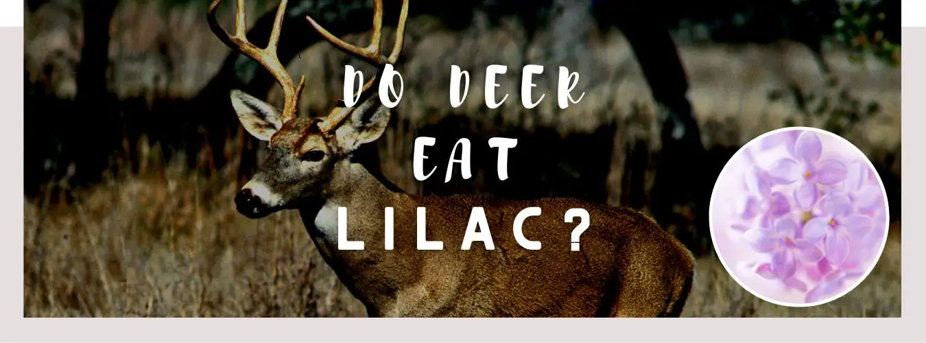 do deer eat lilac