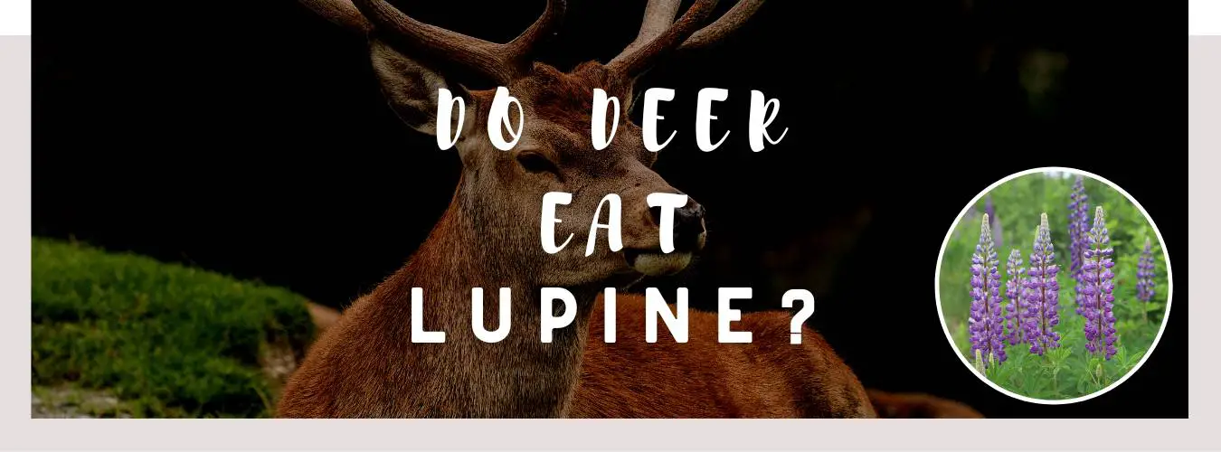 ᐅ Do Deer Eat Lupine? | Toxic or Healthy