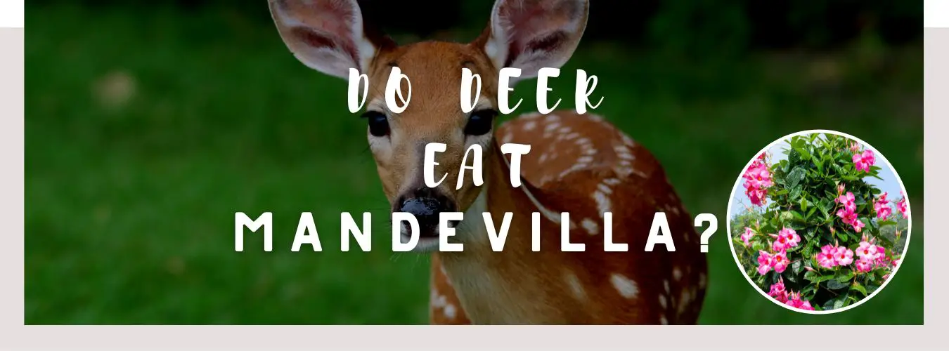 do deer eat mandevilla