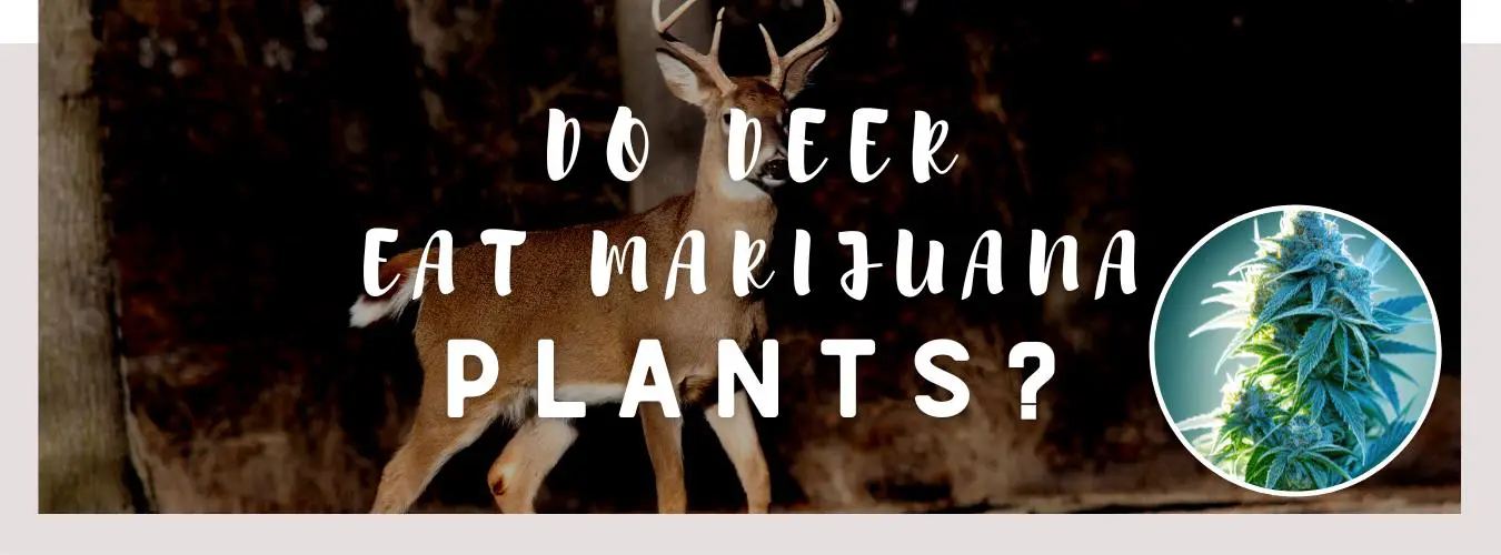 do deer eat marijuana plants