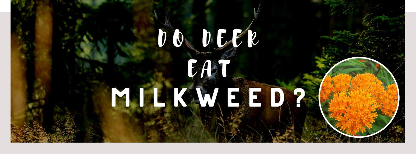 do deer eat milkweed