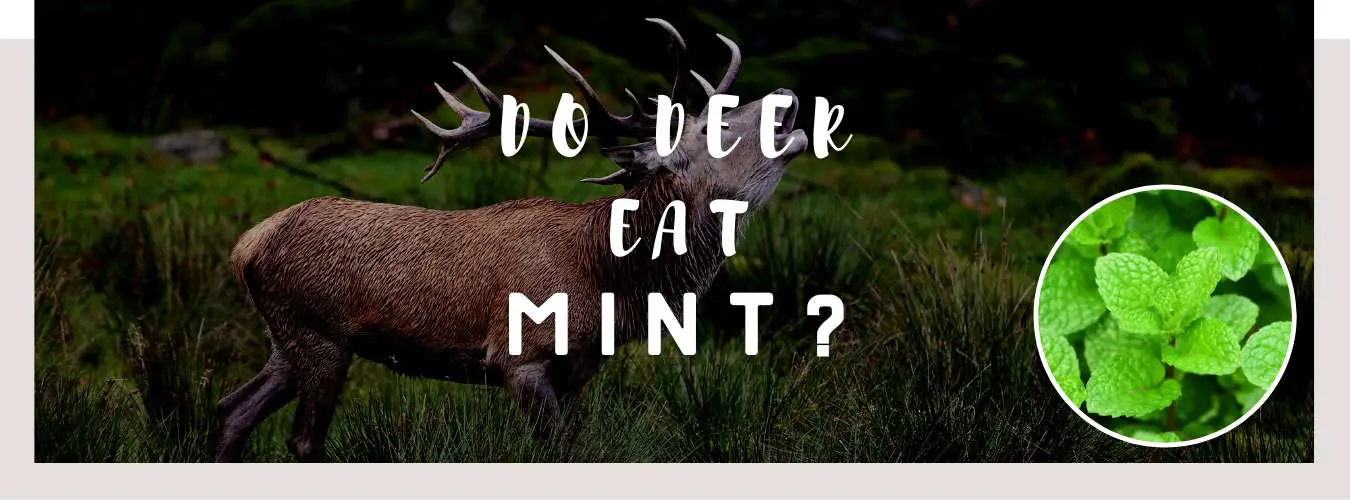 do deer eat mint