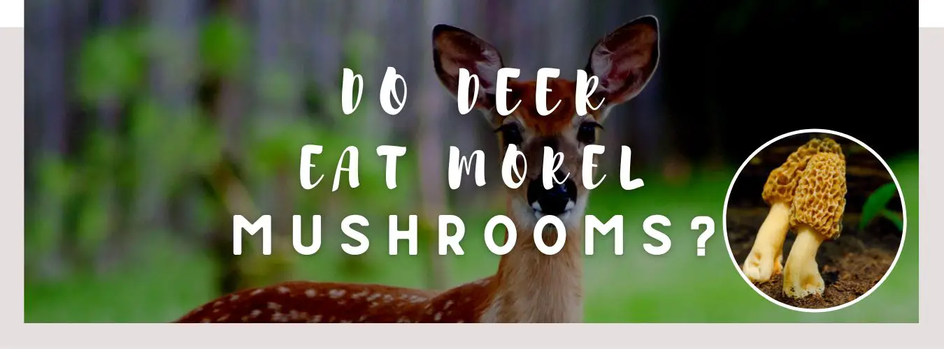 do deer eat morel mushrooms