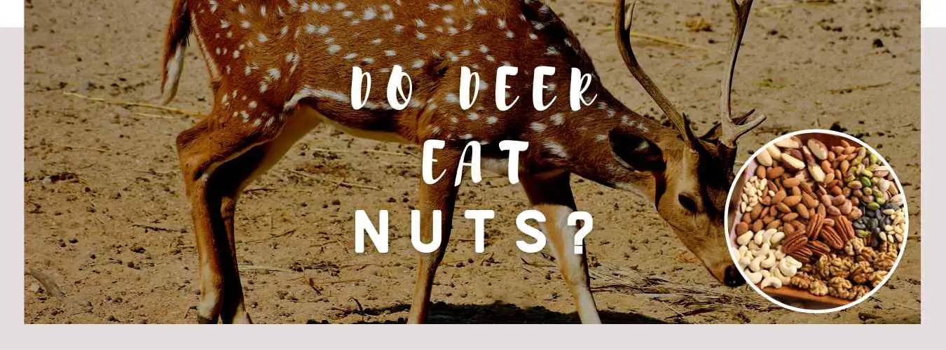 do deer eat nuts