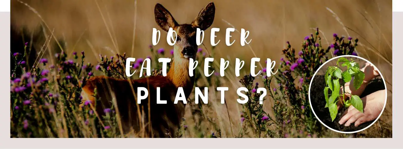 do deer eat pepper plants