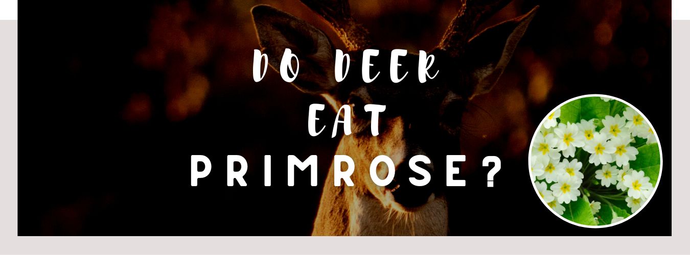 do deer eat primrose