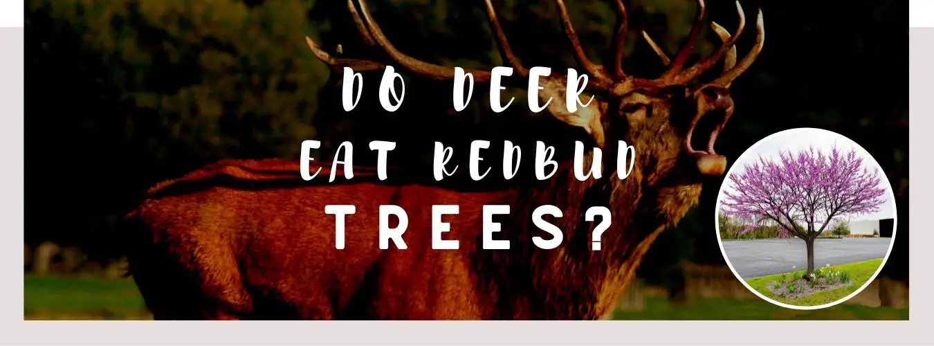 do deer eat redbud trees