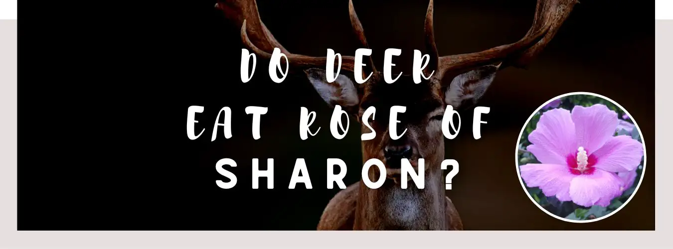 do deer eat rose of sharon