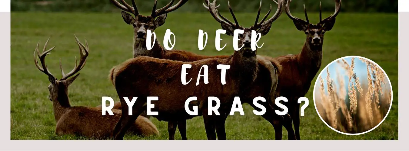 do deer eat rye grass