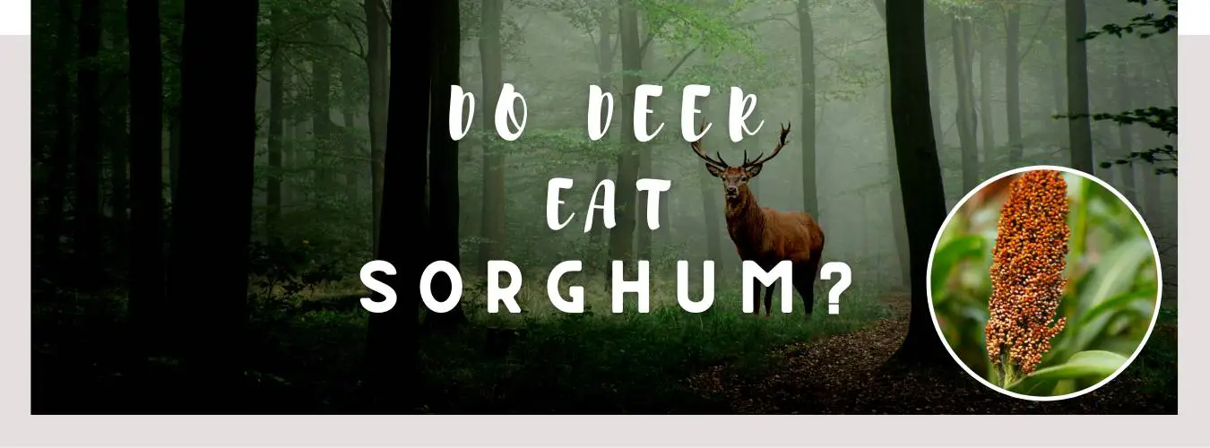 do deer eat sorghum