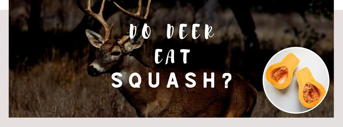 do deer eat squash