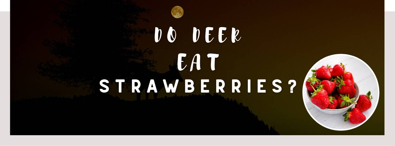 do deer eat strawberries