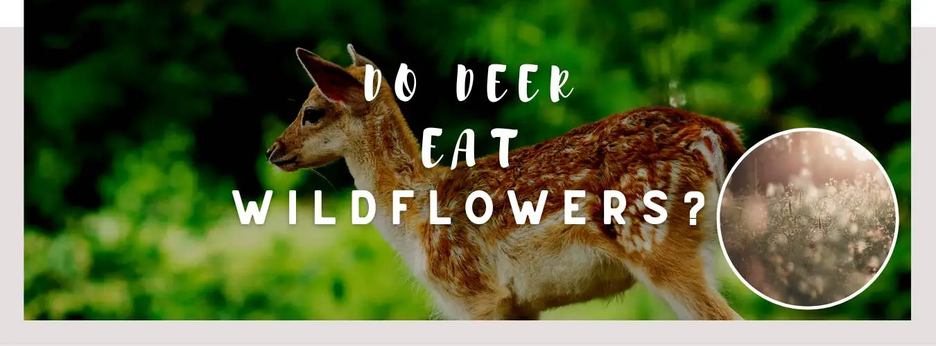 do deer eat wildflowers