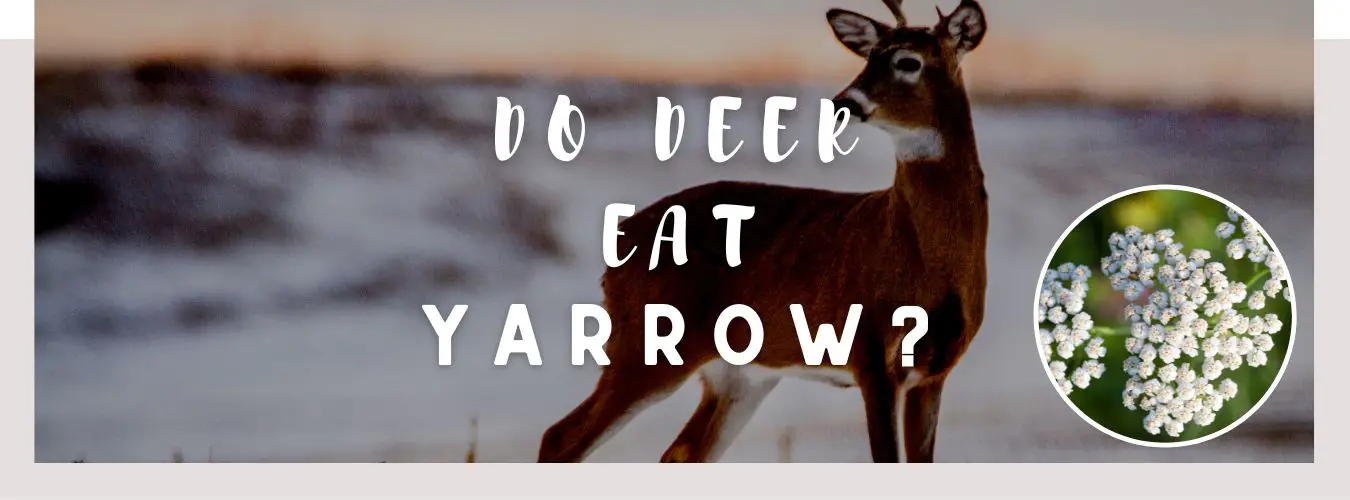 do deer eat yarrow