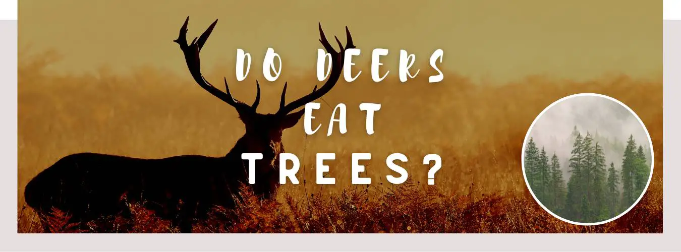 do deers eat trees