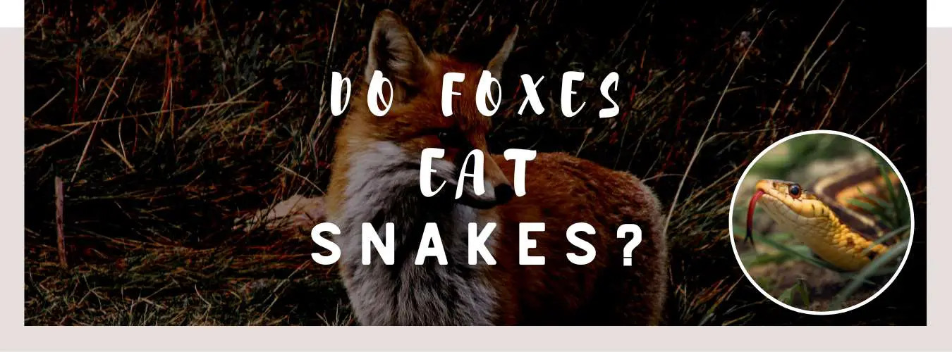 ᐅ Do Foxes Eat Snakes? | Toxic or Healthy