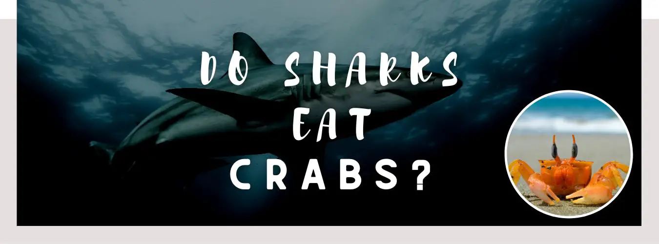 do sharks eat crabs