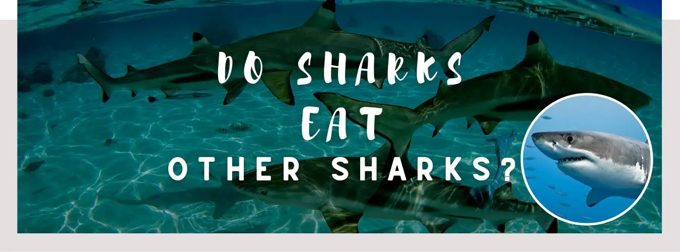 do sharks eat other sharks