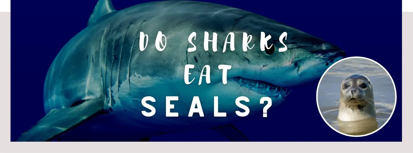 do sharks eat seals