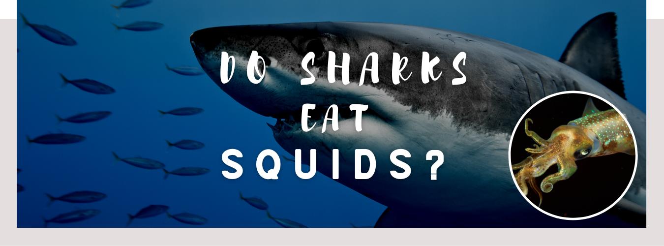 do sharks eat squids