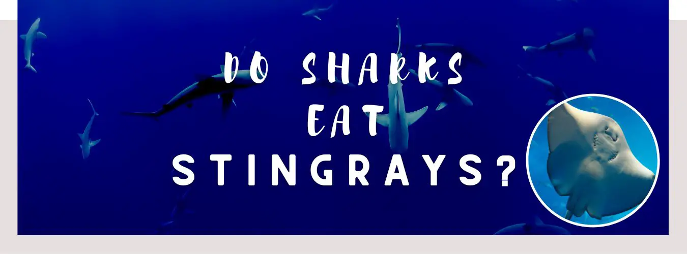 do sharks eat stingrays