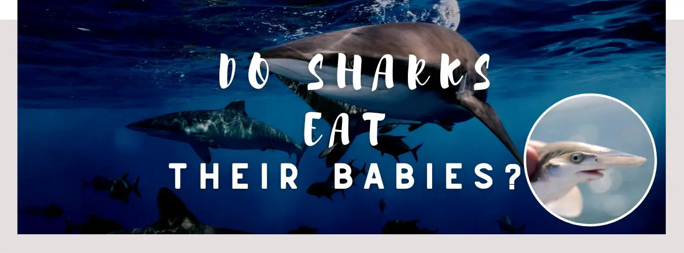 ᐅ Do Sharks Eat Their Babies? | Understanding their Nature