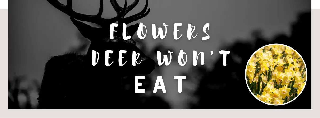 flowers deer won't eat