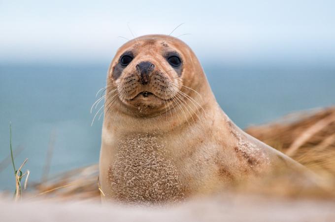 ᐅ Do Sharks Eat Seals? | Understanding their Diet