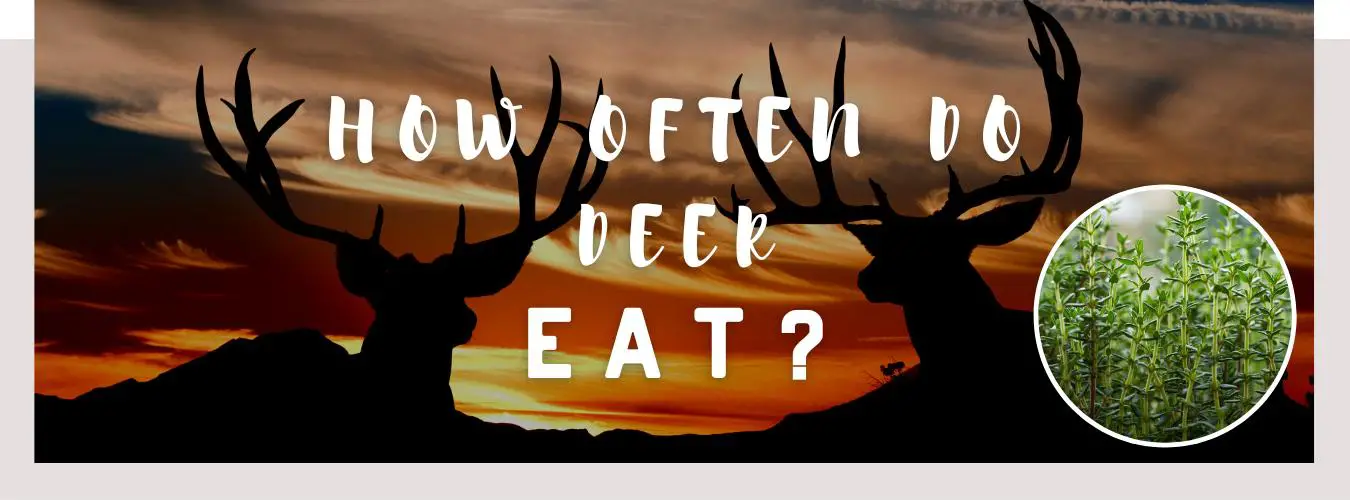 how often do deer eat