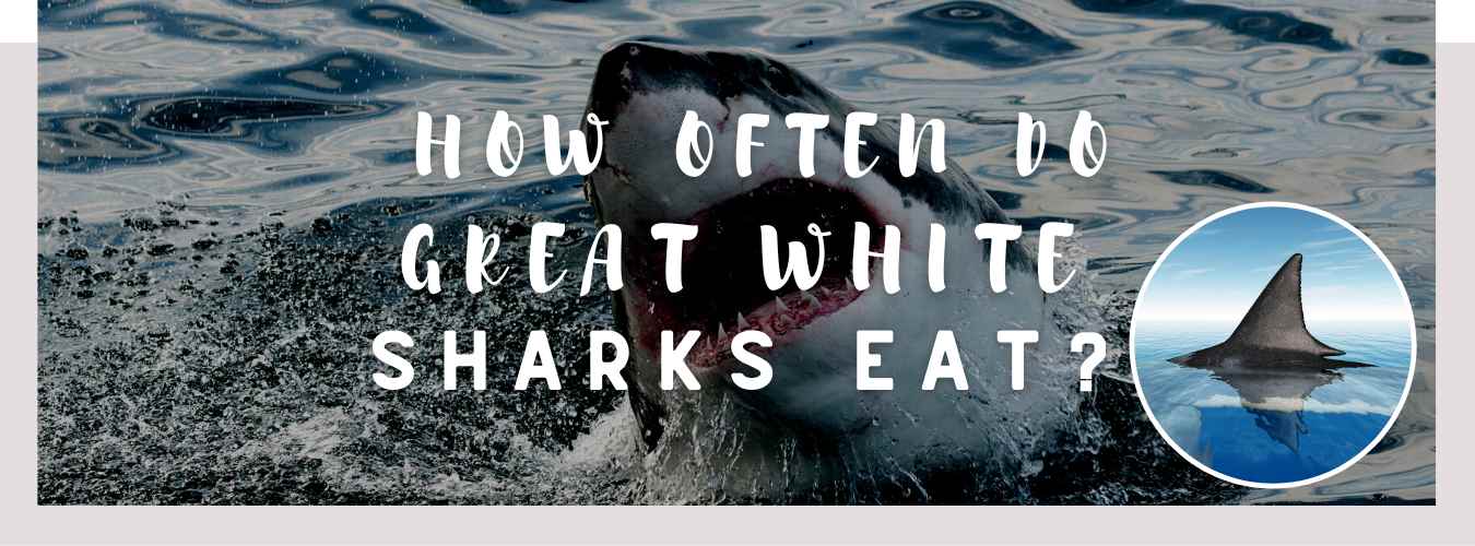 how often do great white sharks eat